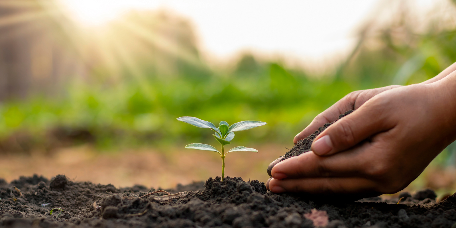 Soil and Water Analysis